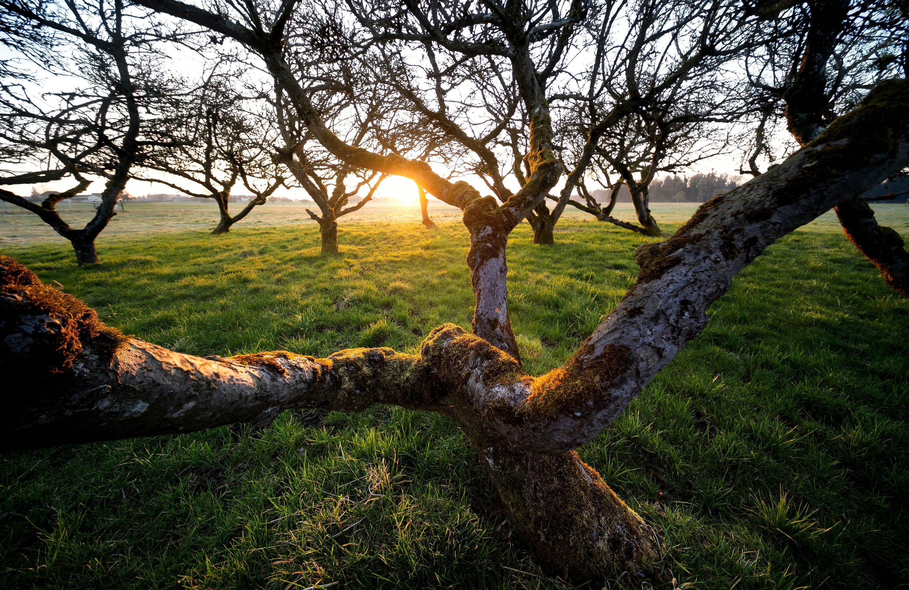 Sunrise through trees in a green field - Wallpapers for Apple MacBook 14.2″ in 3024x1964 resolution