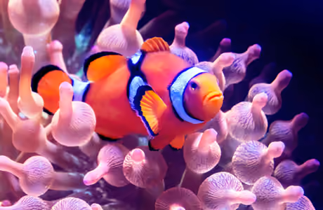 Corals Wallpapers: amphiprion, corals, ocean, reef