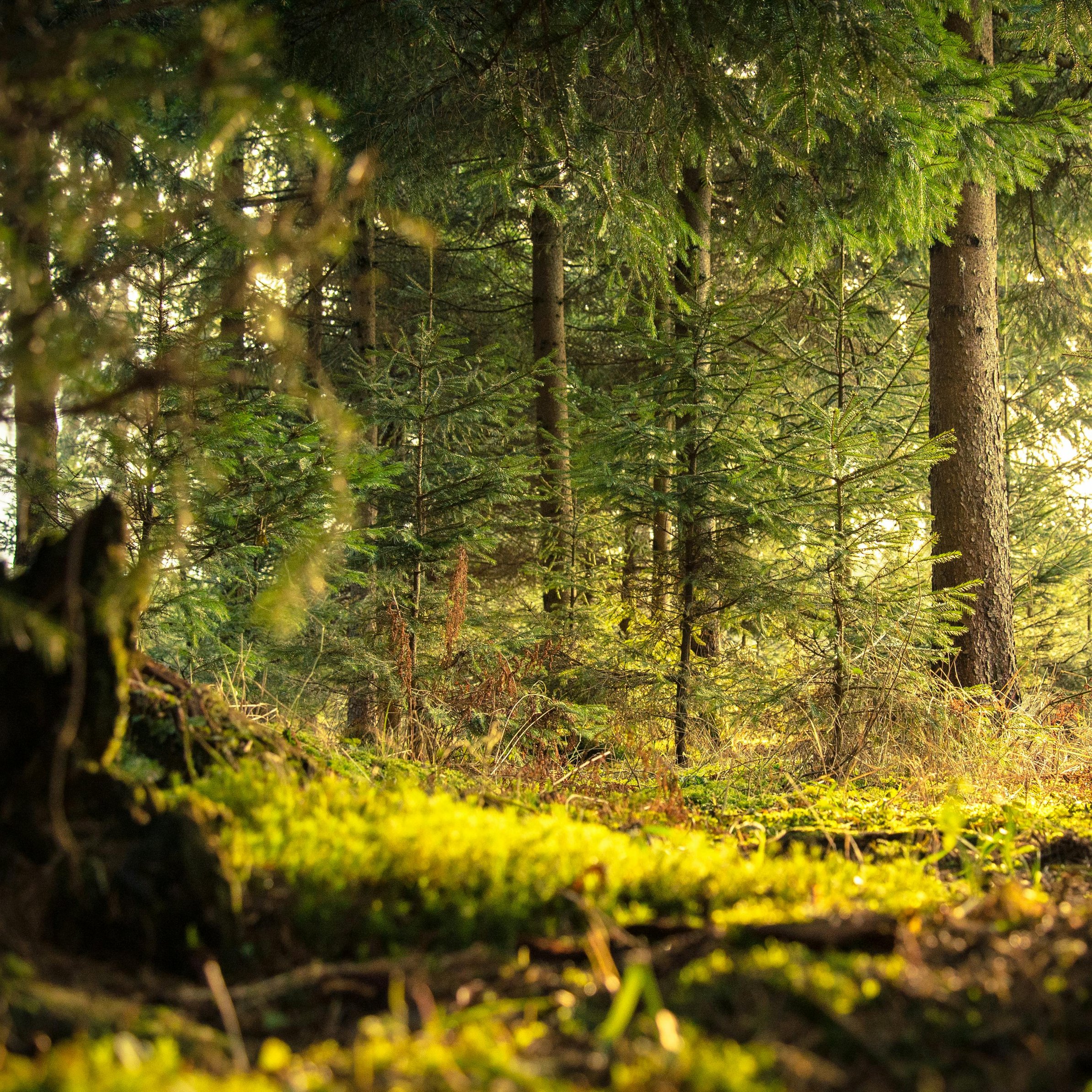 Forest with dense trees in summer - Wallpapers for iPad Pro 11″ in 2388x2388 resolution