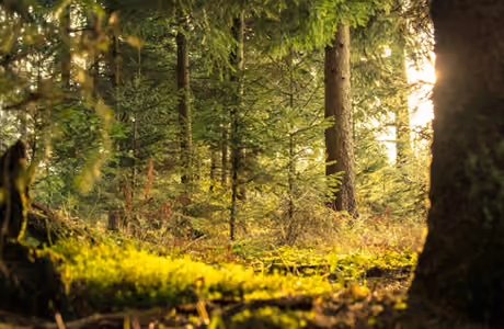 Nature wallpapers: forest, trees, summer, morning