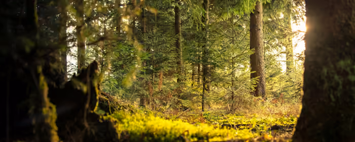 Nature wallpapers: forest, trees, summer, morning