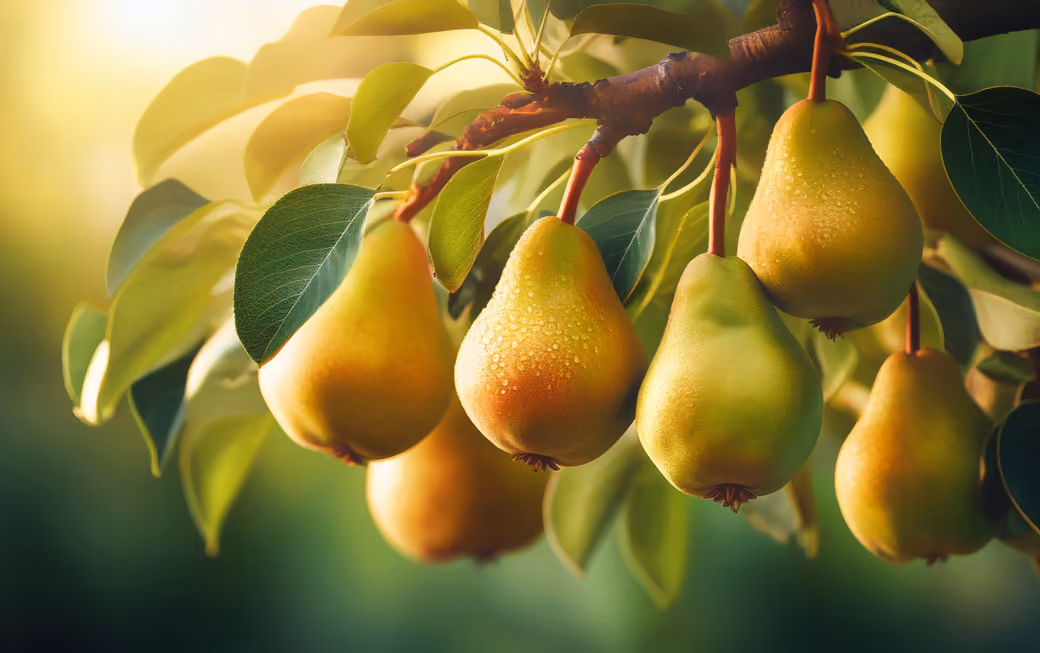 Ripe pears on a tree - UltraWide 21:9 wallpapers in 2560x1080 resolution