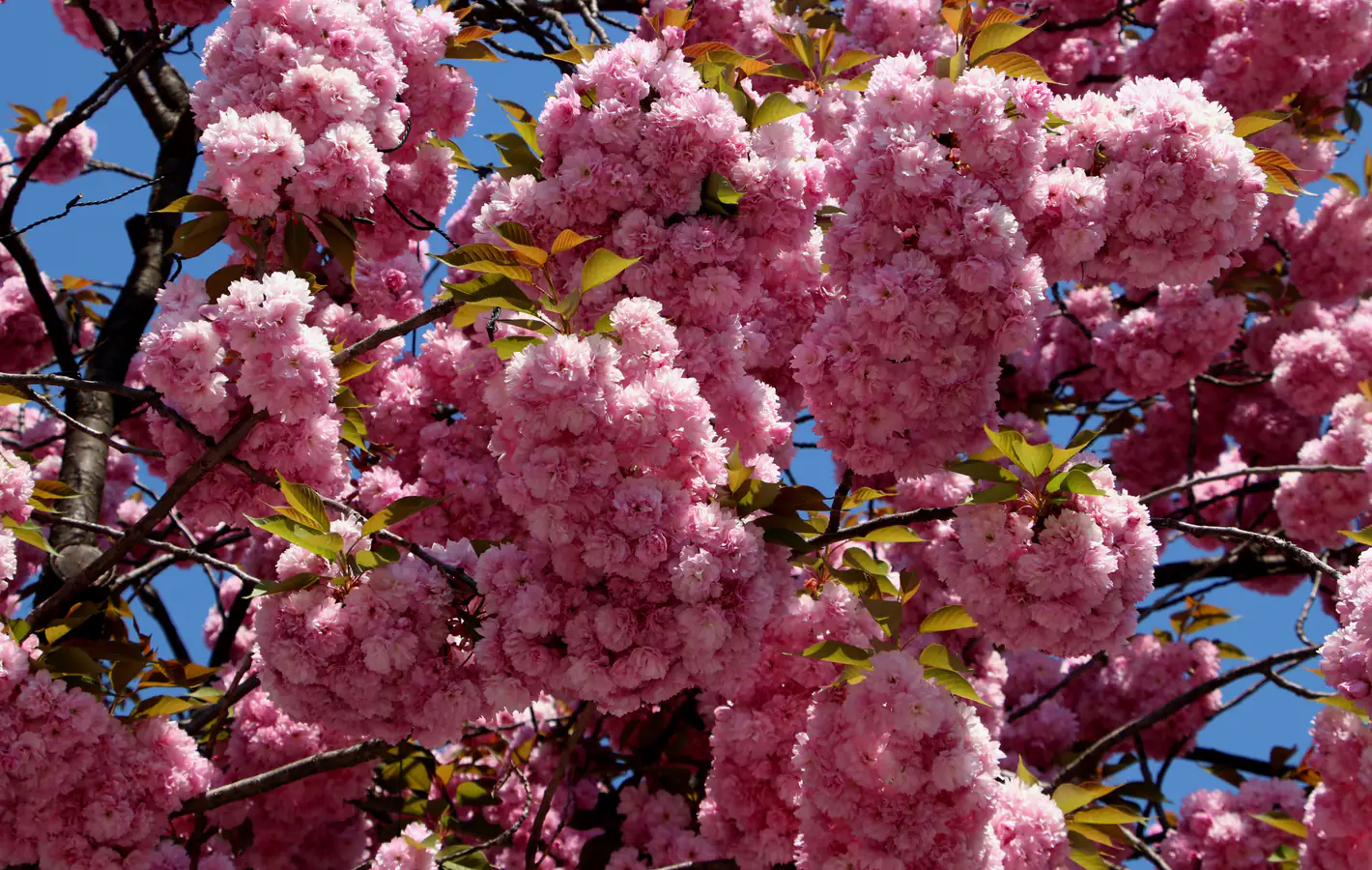 Pink Sakura Blossoms Against Blue Sky — desktop and phone wallpaper, free download
