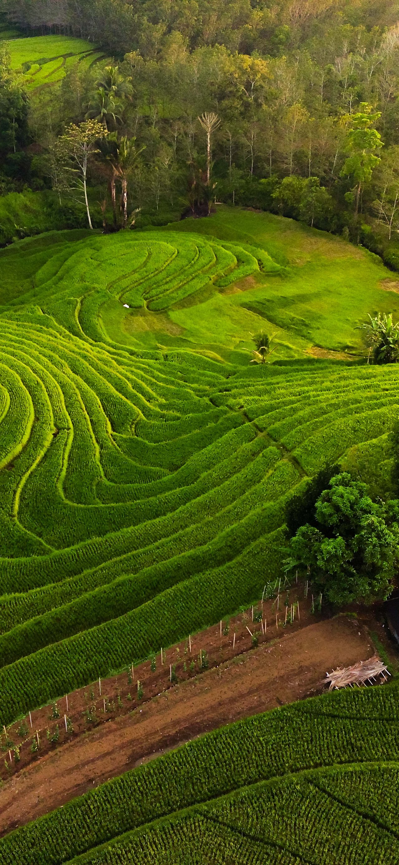 Green rice fields landscape - Wallpapers for Xiaomi 15T in 1280x2772 resolution