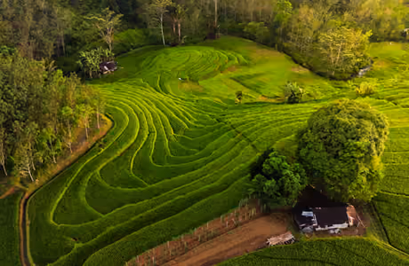 Farm Wallpapers for Apple iPad 1 (1024x1024): farm, hills, rice, harvest