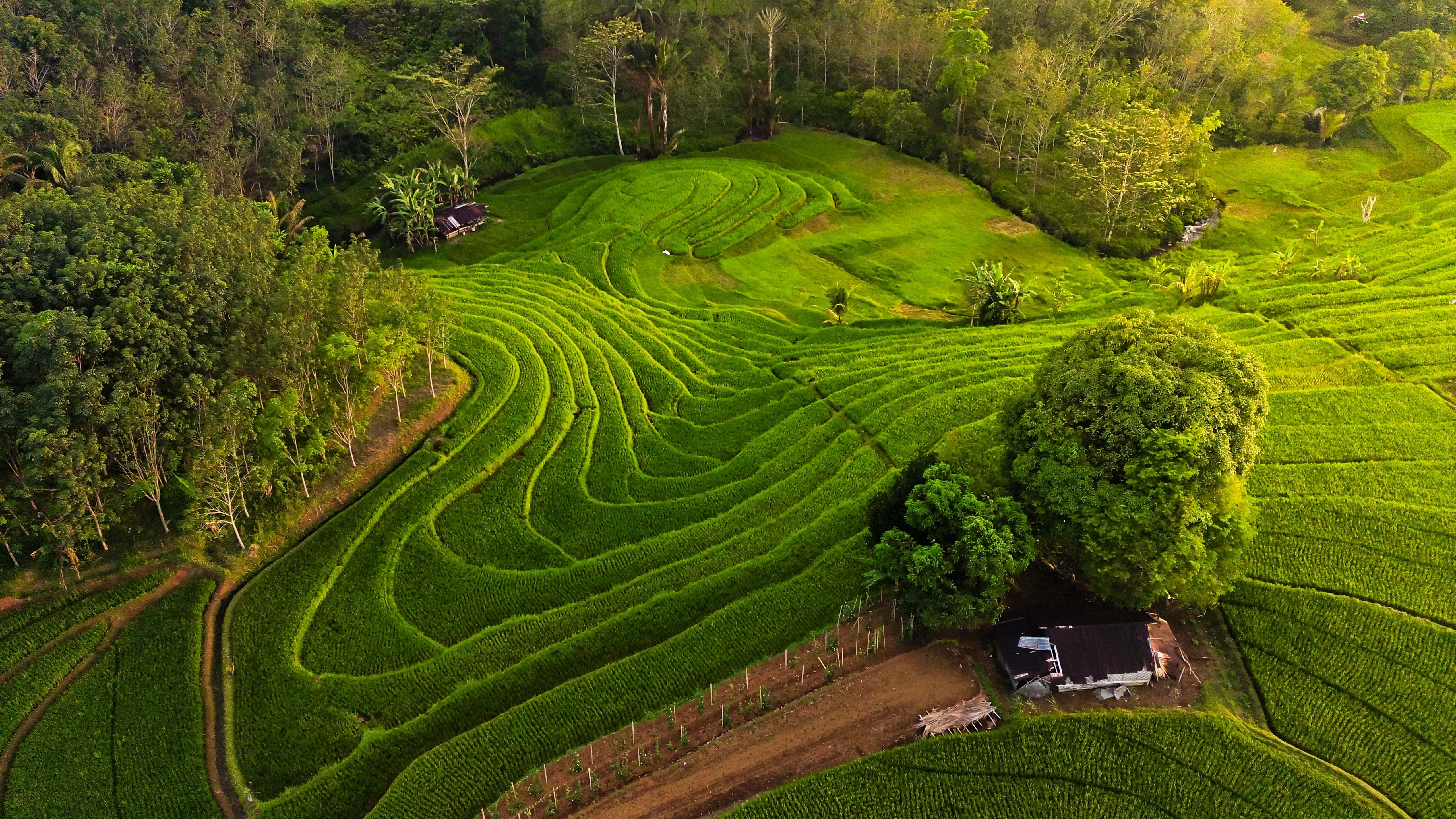 Green rice fields landscape - 5K wallpapers in 5120x2880 resolution