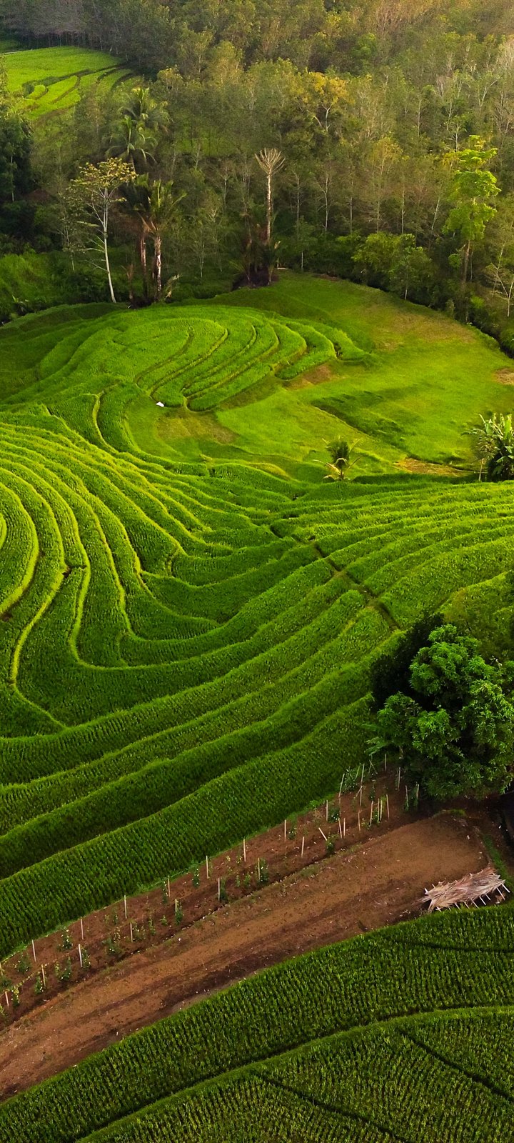 Green rice fields landscape - Wallpapers for Xiaomi Redmi 10C/C40/C51, Samsung Galaxy A12/A02s/A03/M12 in 720x1600 resolution