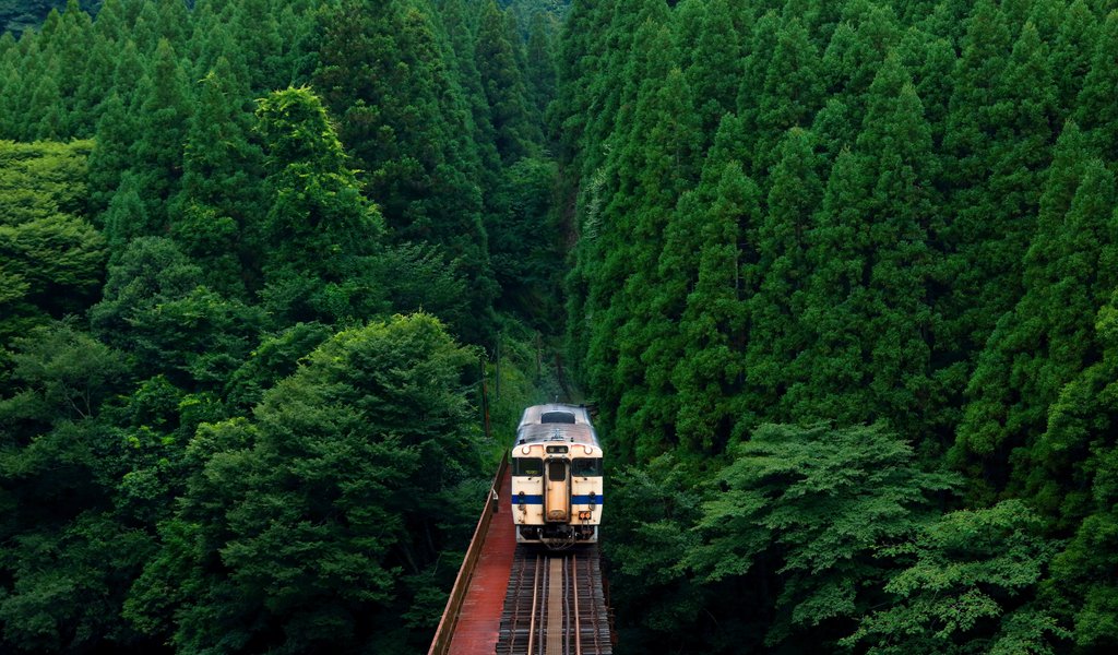 Train passing through dense green forest - WSVGA wallpapers in 1024x600 resolution
