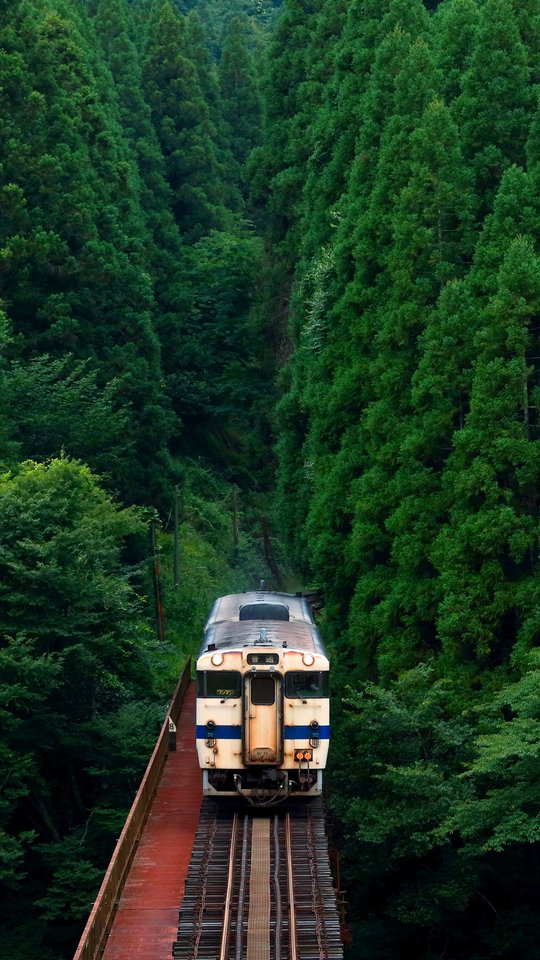 Train passing through dense green forest - Wallpapers for Samsung, HTC, Sony in 540x960 resolution
