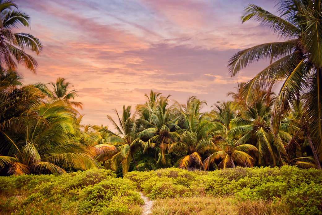 Tropical forest with palm trees at sunset — desktop and phone wallpaper, free download