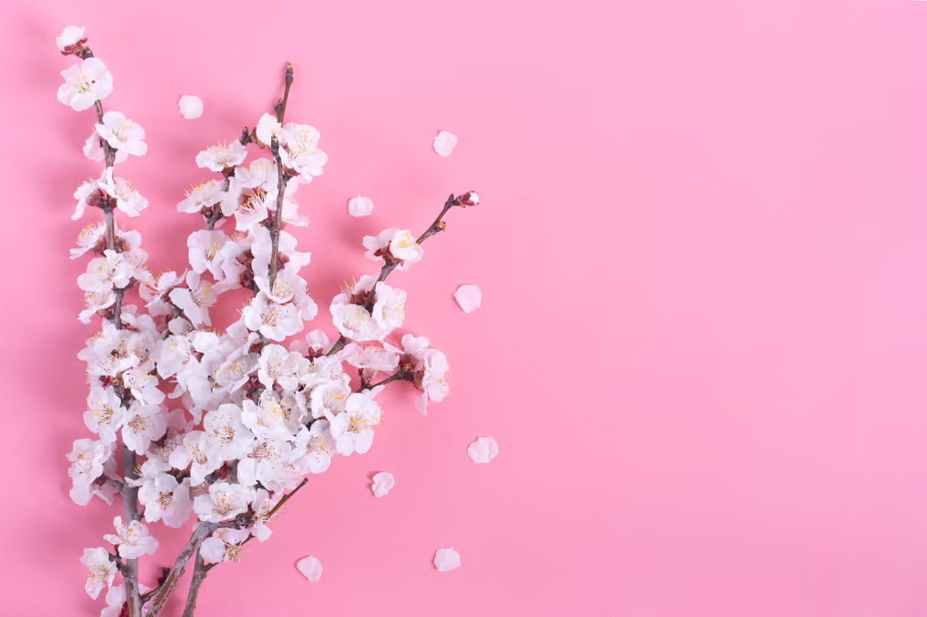 Cherry blossom branches with pink petals — desktop and phone wallpaper, free download