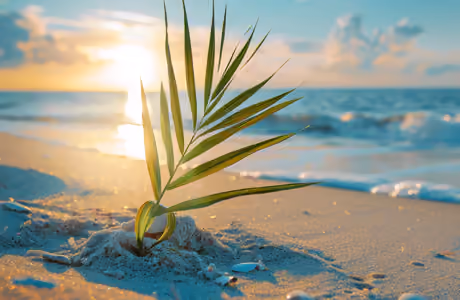 Nature wallpapers: beach, ocean, sunset, leaves