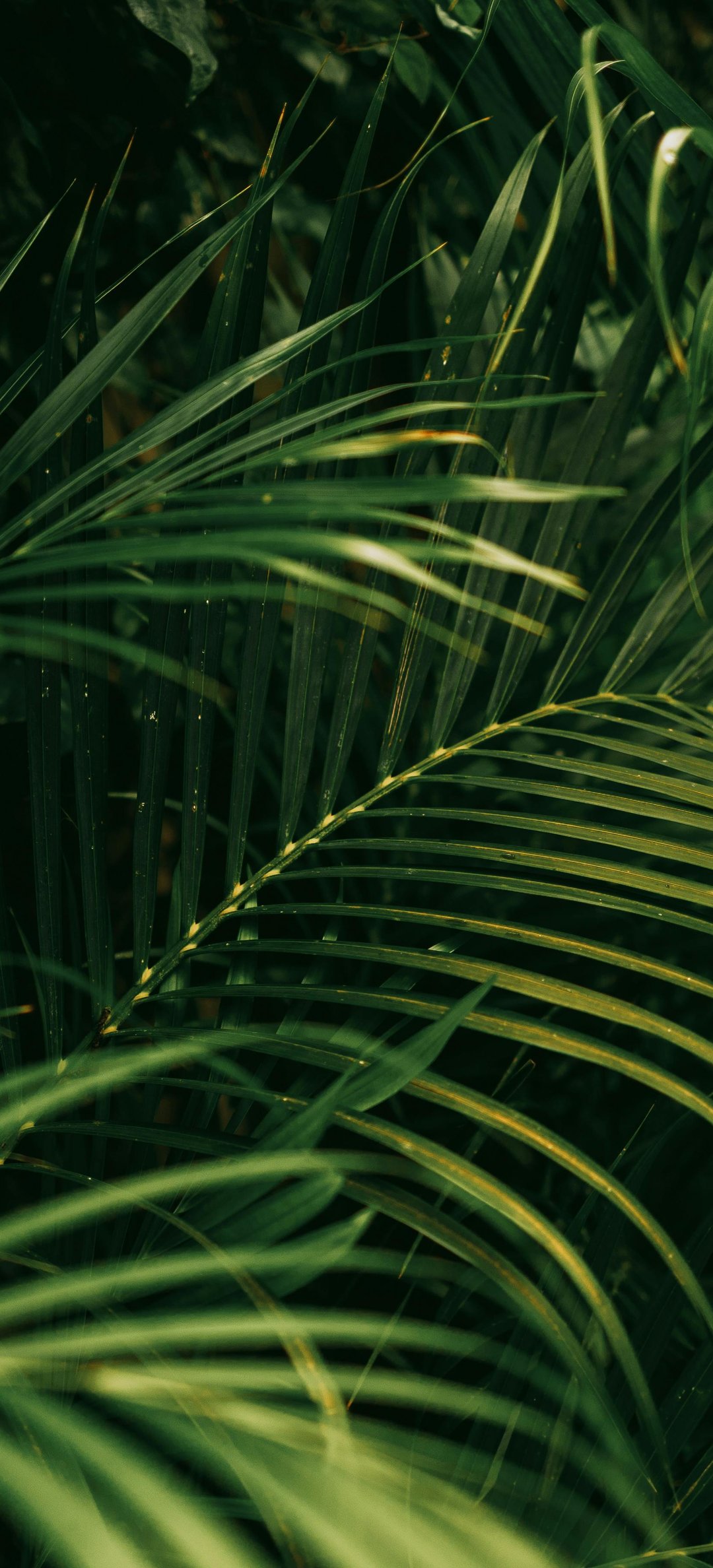 Jungle with green leaves - Wallpapers for Honor/Huawei in 1080x2376 resolution