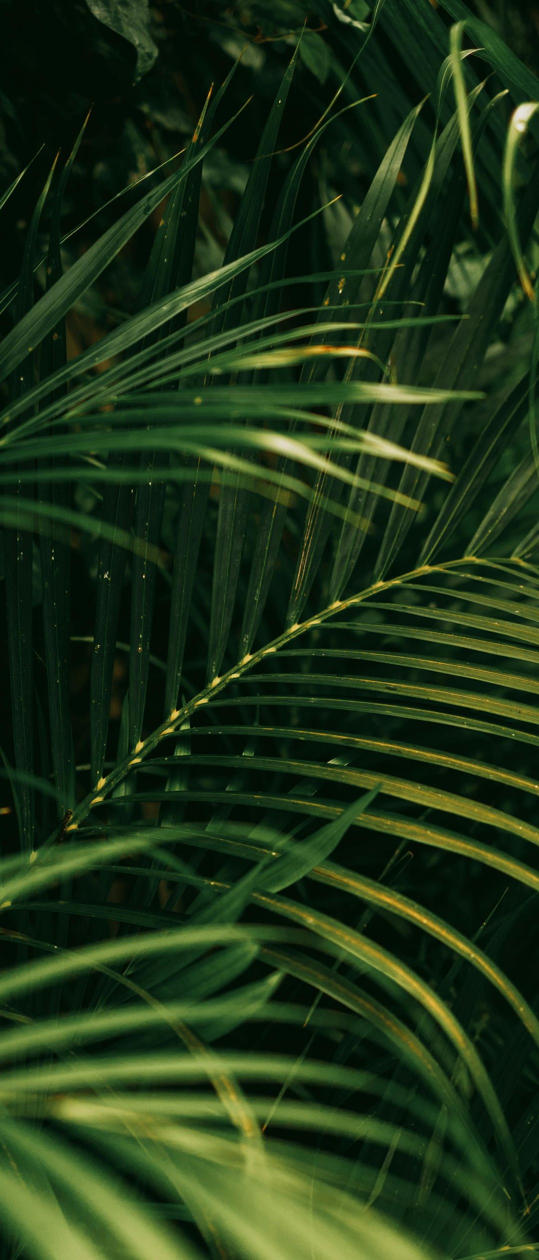 Jungle with green leaves - Wallpapers for Samsung Galaxy Z Flip7, Sony Xperia 5 II/5 III/5 V/10 IV/10 V, Xiaomi Mix Fold 3 in 1080x2520 resolution