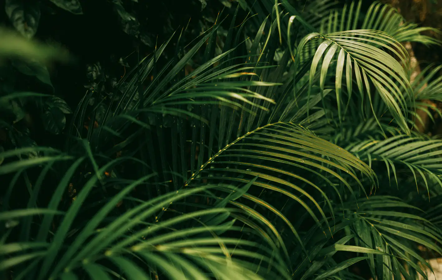 Jungle with green leaves — desktop and phone wallpaper, free download
