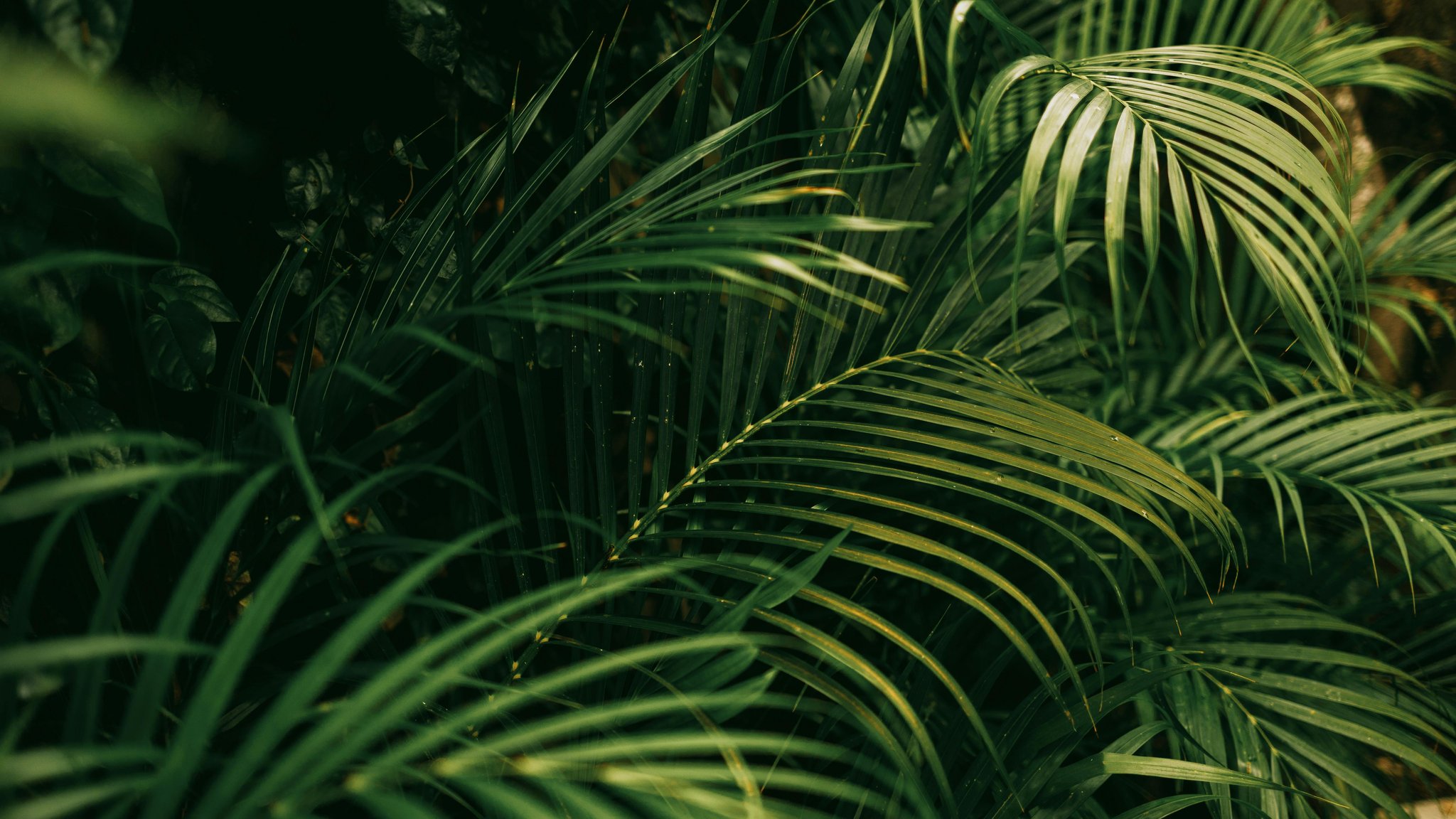 Jungle with green leaves - QWXGA wallpapers in 2048x1152 resolution