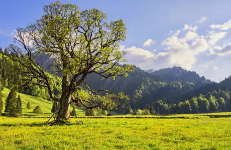 Nature wallpapers: meadow, Alps, summer, grass
