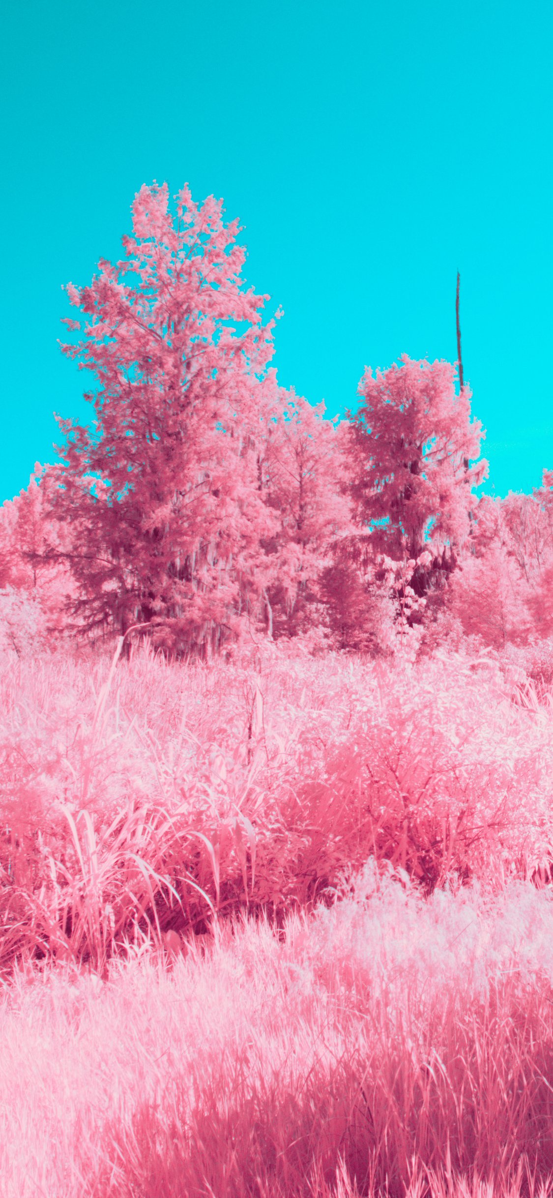 Surreal pink plants - Wallpapers for iPhone X/XS/11 Pro in 1125x2436 resolution