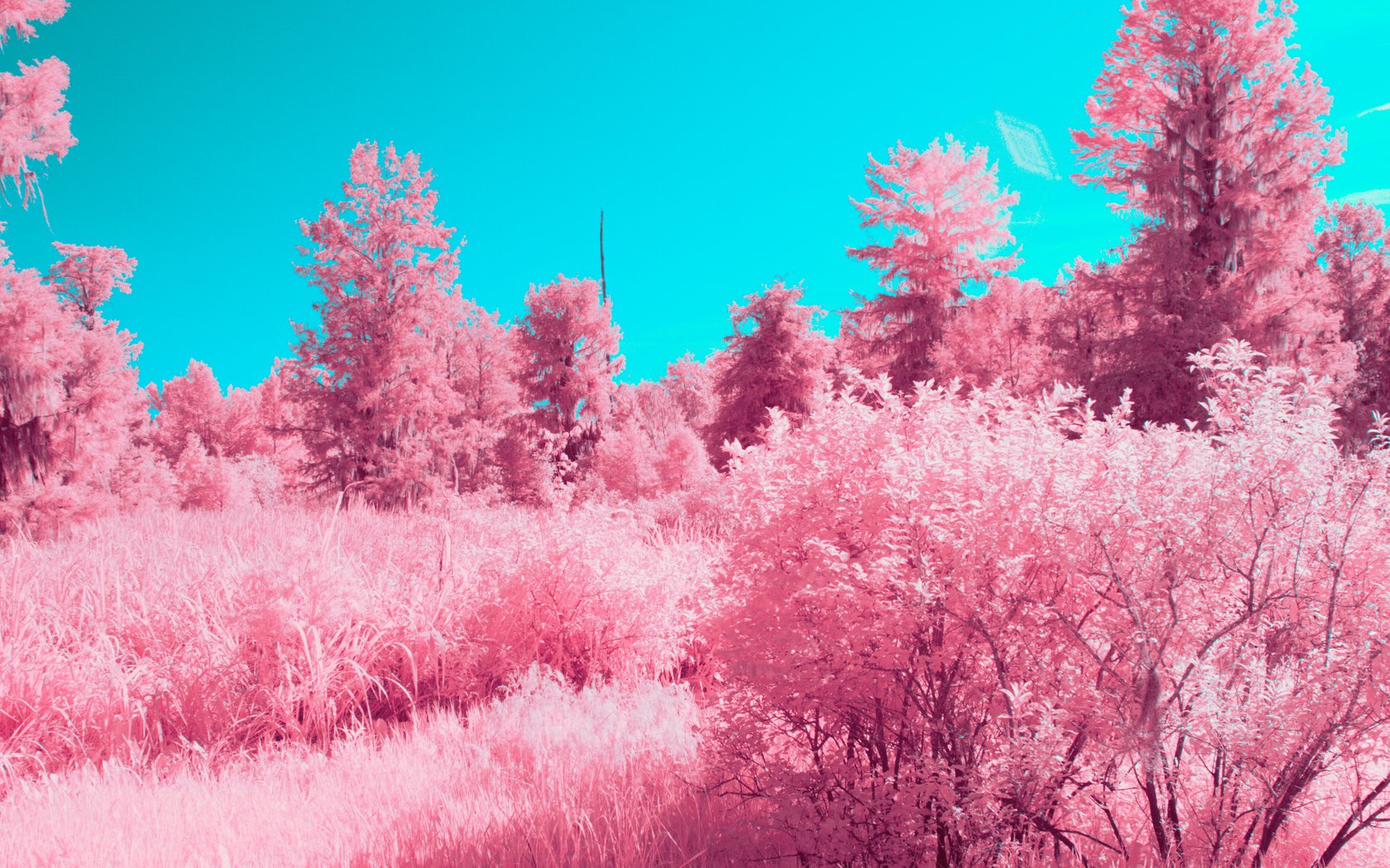 Surreal pink plants - WSXGA+ wallpapers in 1680x1050 resolution