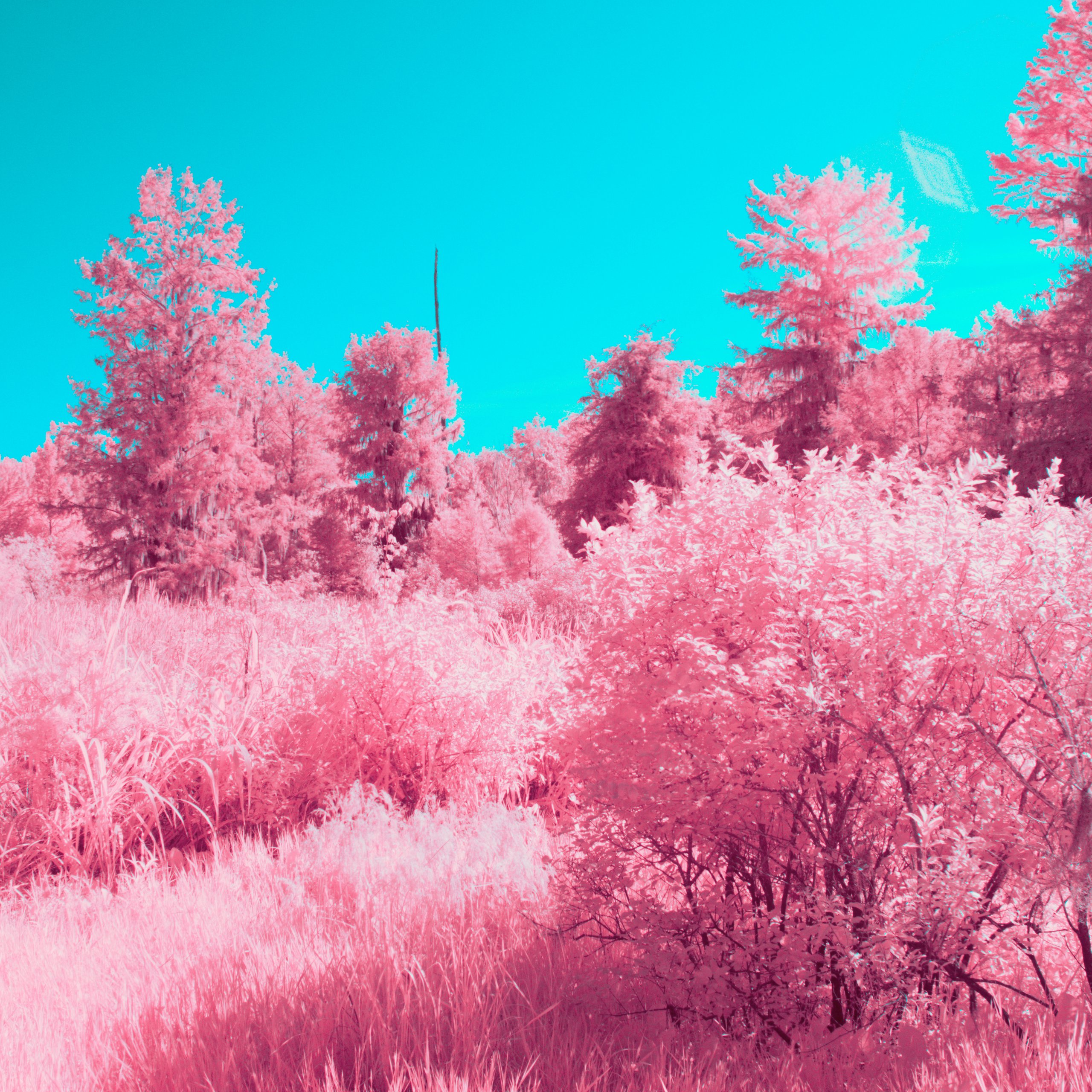 Surreal pink plants - Wallpapers for Samsung Galaxy Tab S9 FE+/Tab S11, Xiaomi Pad 5, Redmi Pad 2 Pro, POCO Pad in 2560x2560 resolution