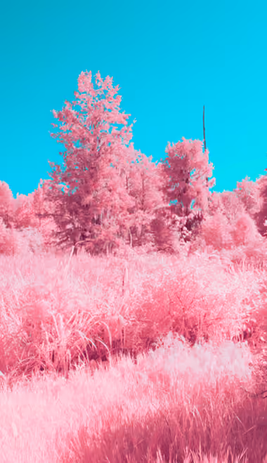 Nature wallpapers: trees, sky, surrealism, glamor