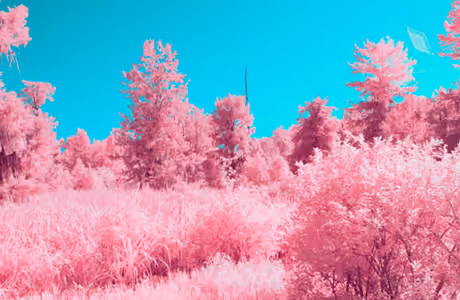 Nature wallpapers: trees, sky, surrealism, glamor