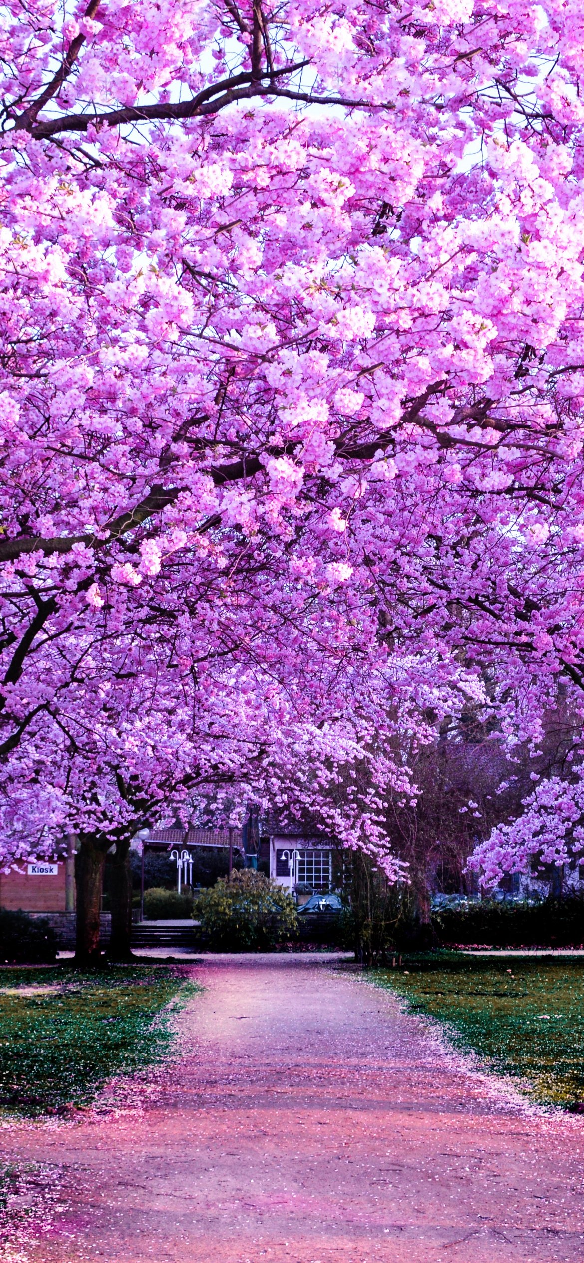 Park with pink cherry blossoms - Wallpapers for iPhone 12 Pro/13 Pro/14 in 1170x2532 resolution