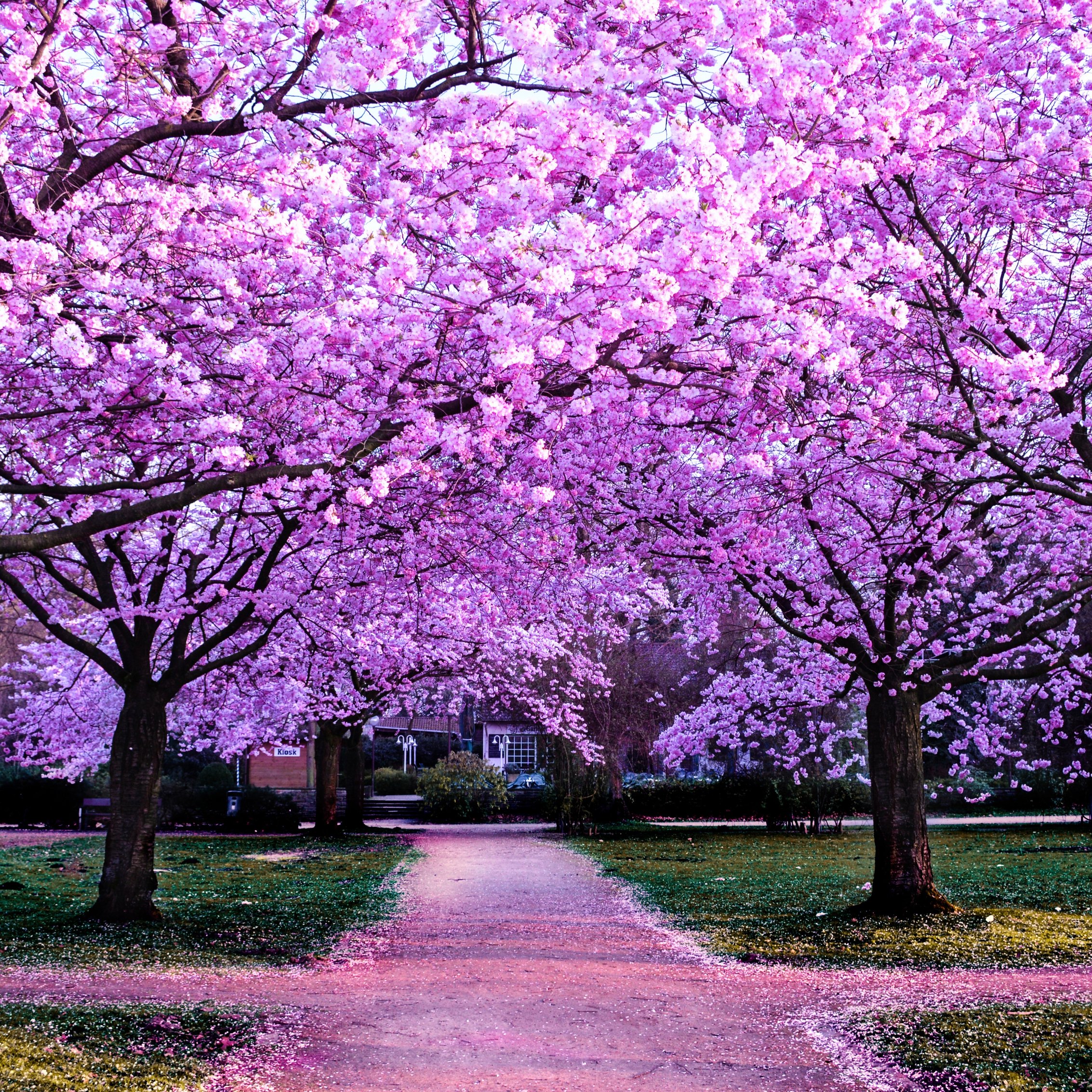 Park with pink cherry blossoms - Wallpapers for iPad mini 8.3″ in 2266x2266 resolution