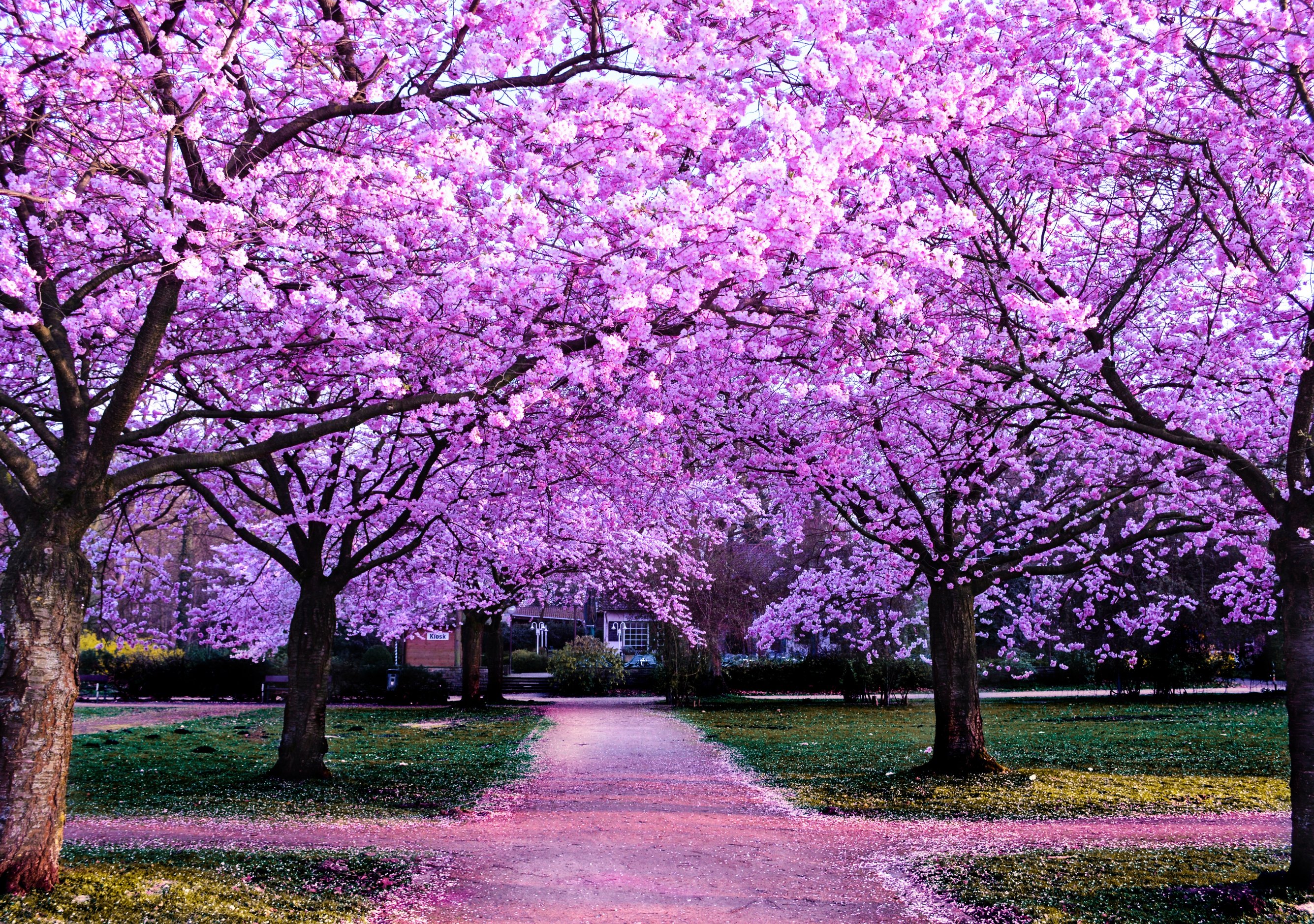 Park with pink cherry blossoms - Wallpapers for iPhone Duo in 2670x1878 resolution