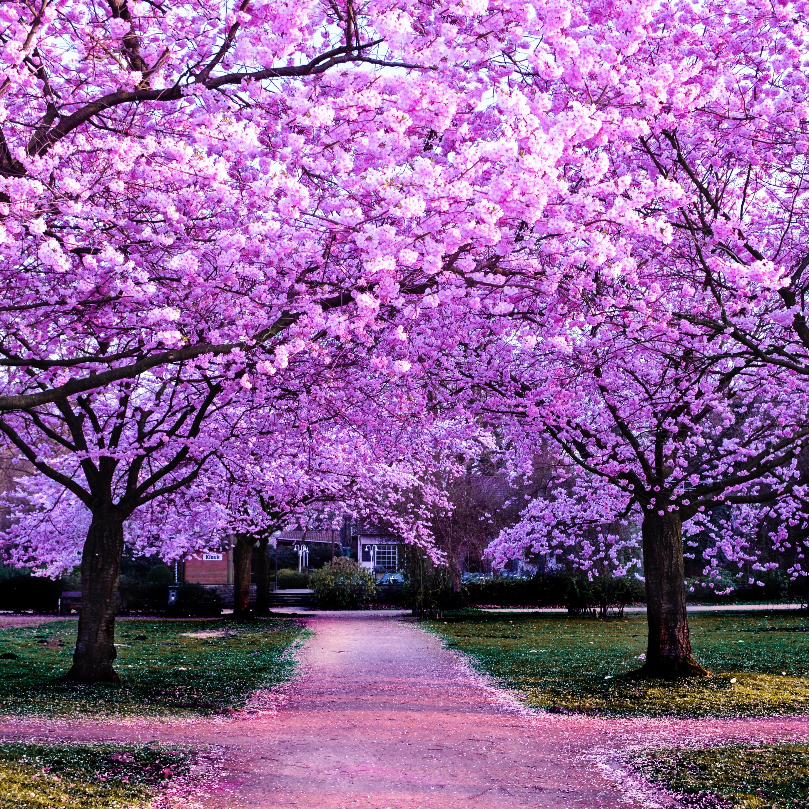 Park with pink cherry blossoms - Wallpapers for iPad Pro 13″ in 2752x2752 resolution