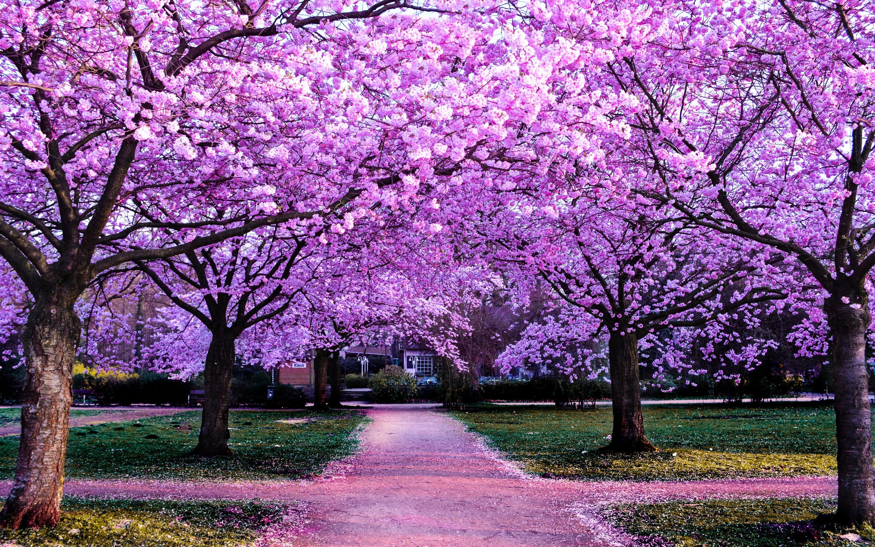 Park with pink cherry blossoms - Wallpapers for Apple MacBook 15″ in 2880x1800 resolution
