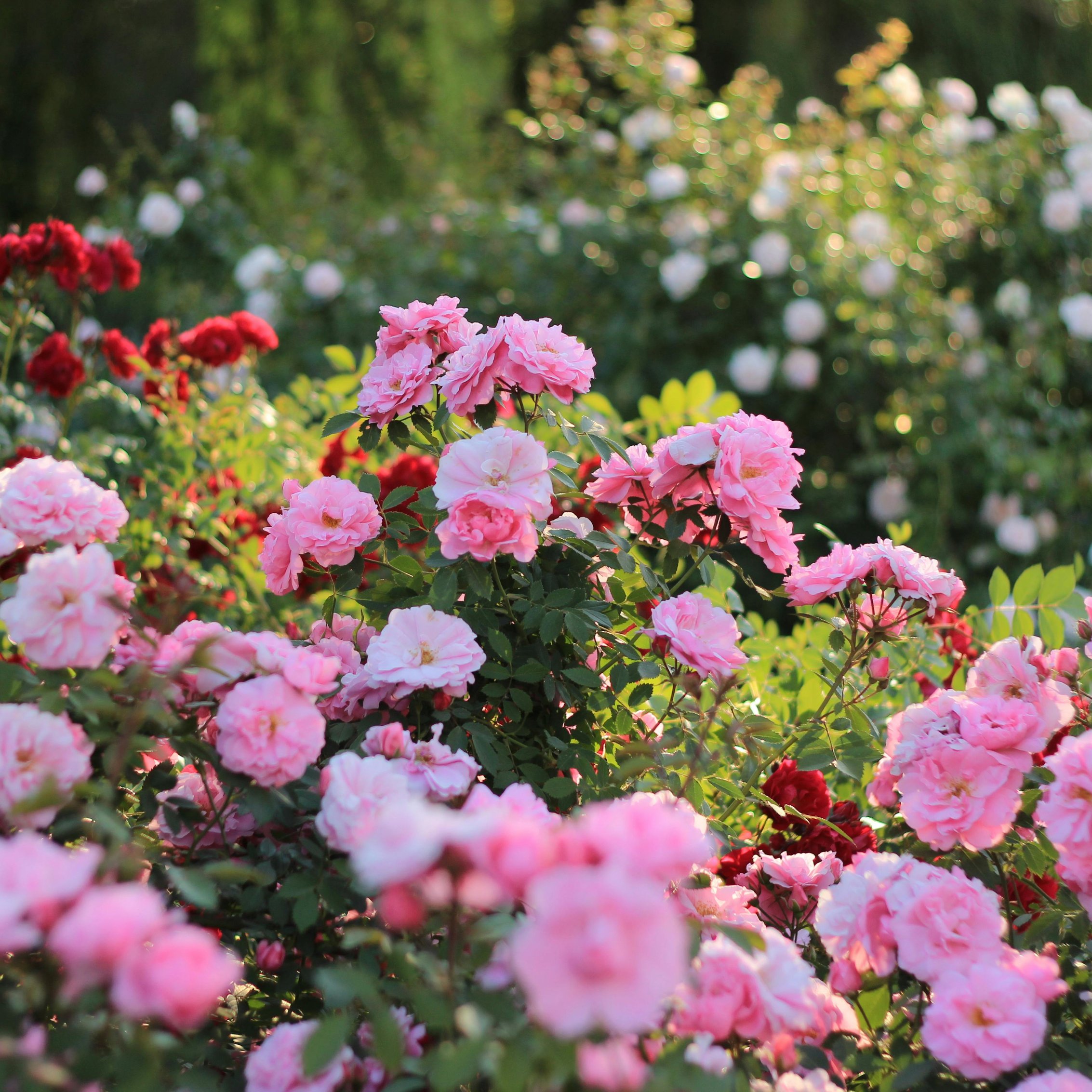 Pink and red roses summer at dawn - Wallpapers for iPad mini 8.3″ in 2266x2266 resolution