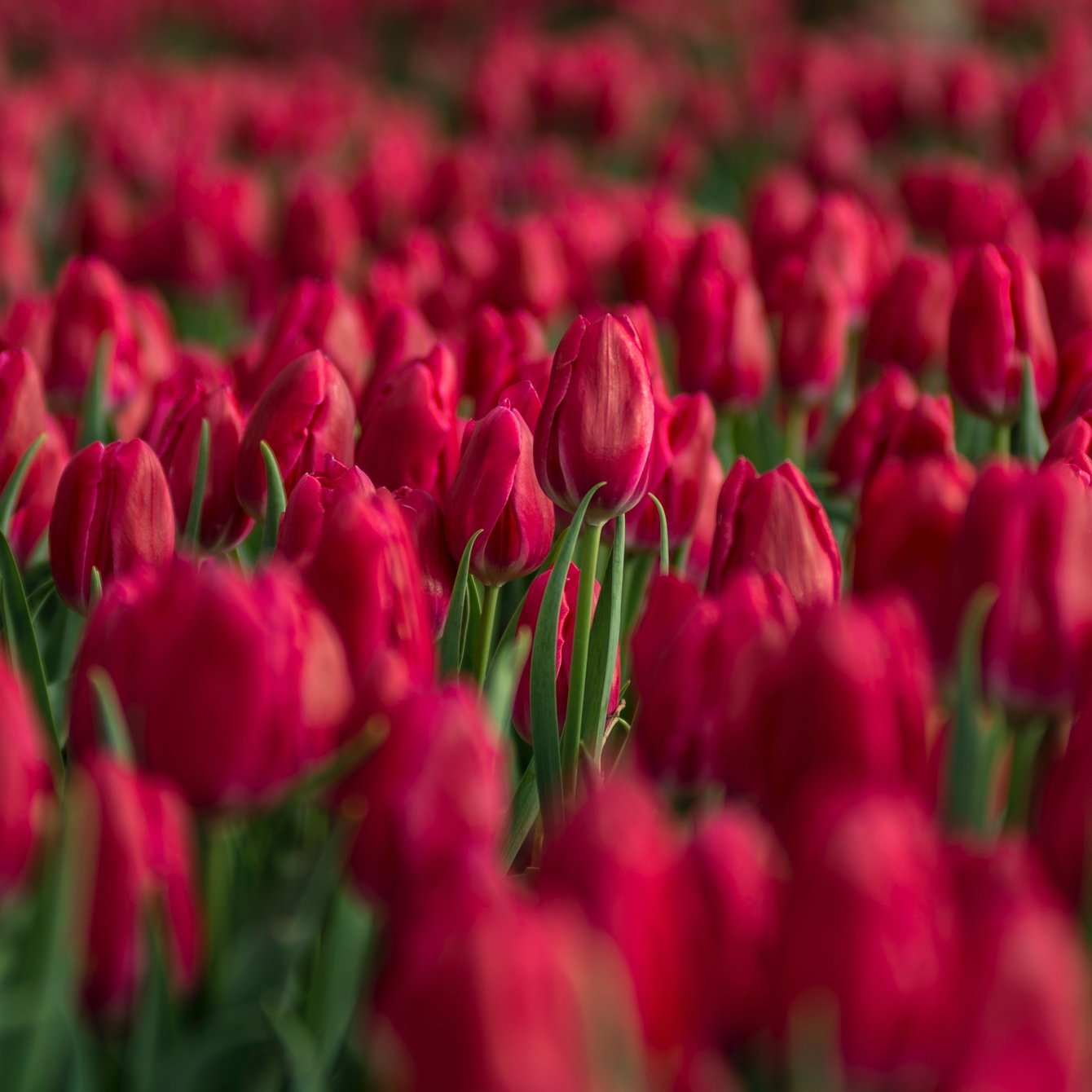 Red tulip flower field - Wallpapers for Samsung Galaxy Tab in 1340x1340 resolution