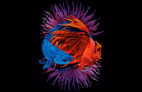 Animals wallpapers: Cockerel fish, fish, aquarium, scale