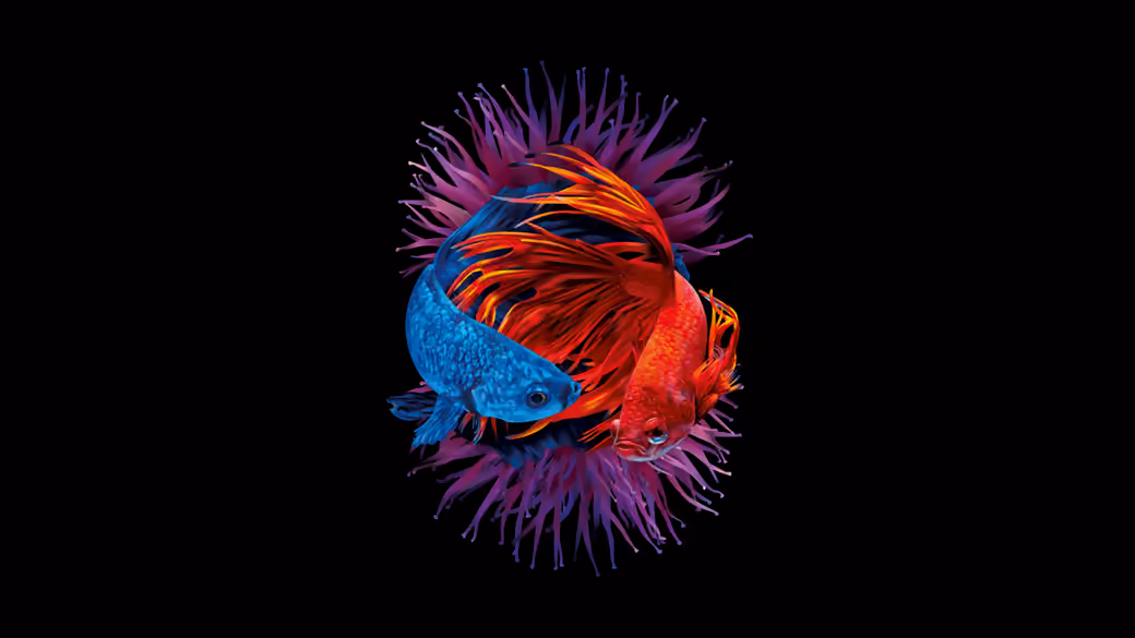 Two colorful betta fish - Wallpapers for Samsung Galaxy Tab in 1920x1920 resolution