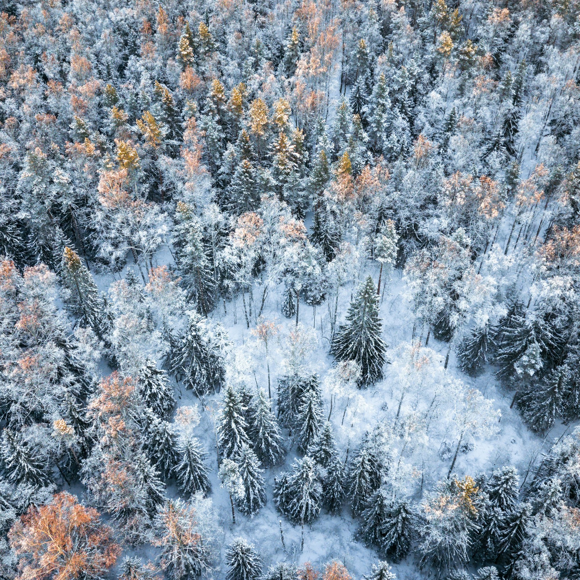Snow-covered pine forest in winter landscape - Wallpapers for Samsung/Xiaomi in 2000x2000 resolution