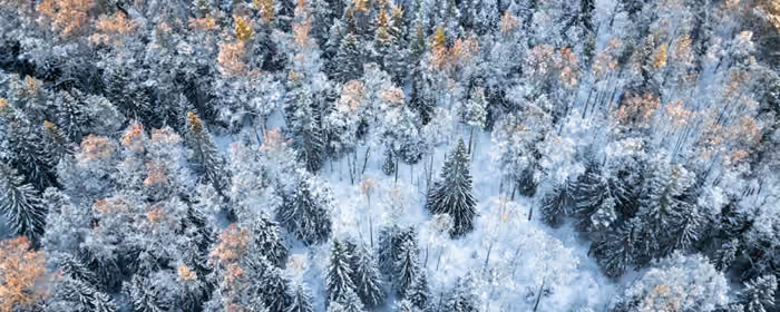 UltraWide 32:9 wallpapers (3840x1080): winter, forest, pine, trees