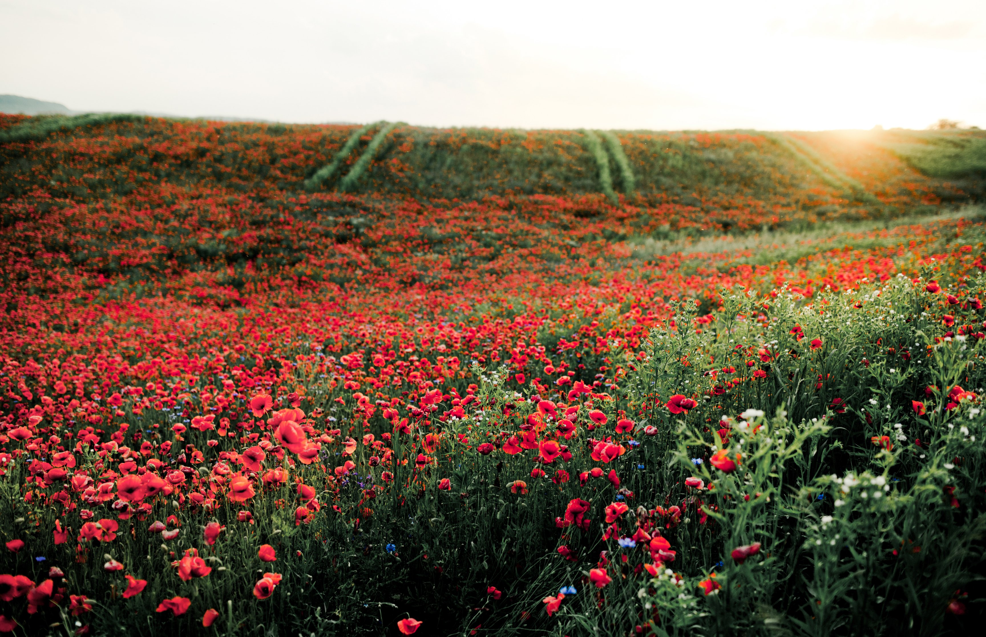 Summer field with red poppies - Wallpapers for Apple MacBook 16.2″ in 3456x2234 resolution