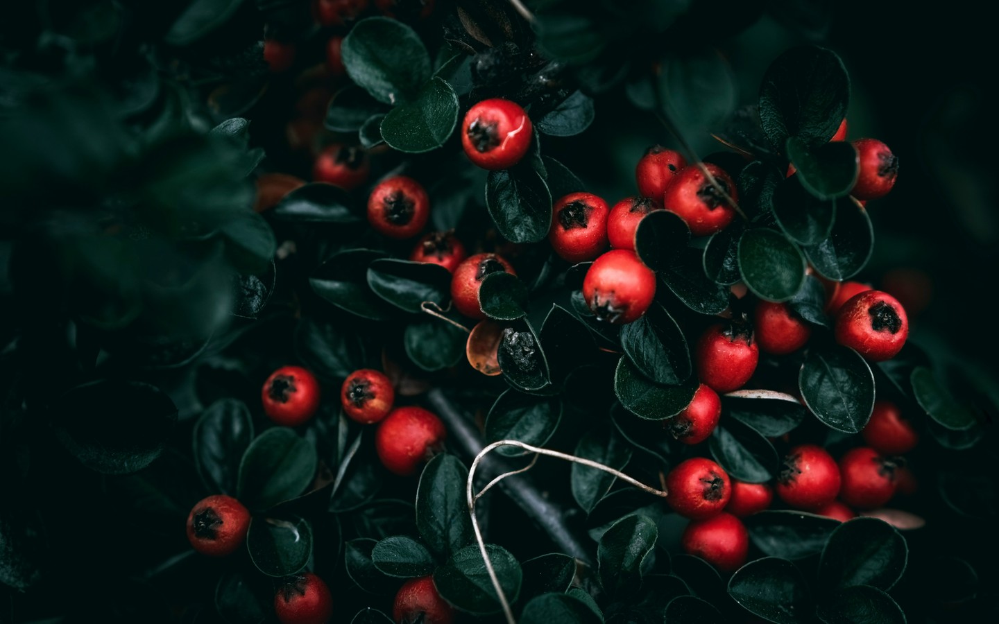 Vibrant Red Berries Nestled Among Green Leaves