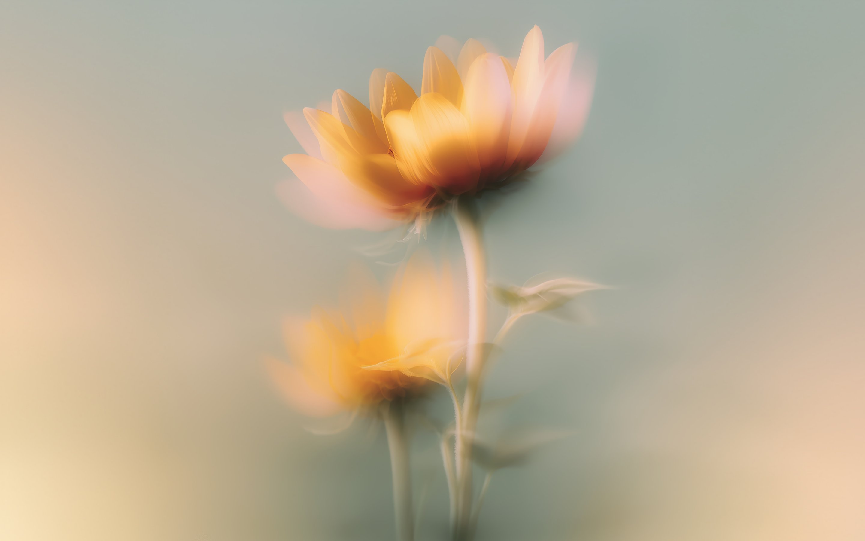 Yellow flowers with a blurred effect - Wallpapers for Apple MacBook 15″ in 2880x1800 resolution