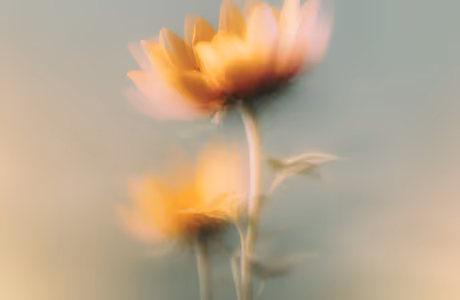 SXGA Long exposure wallpapers (1280x1024): flowers, blur, petals, leaves
