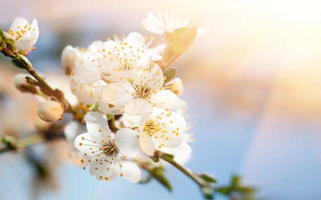 White cherry blossoms in sunlight — desktop and phone wallpaper, free download