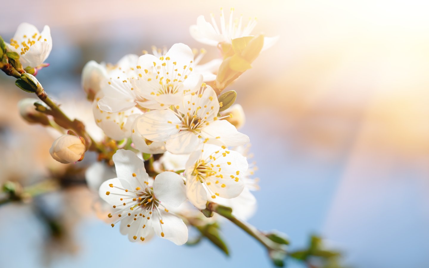 White cherry blossoms in sunlight - WSXGA wallpapers in 1440x900 resolution