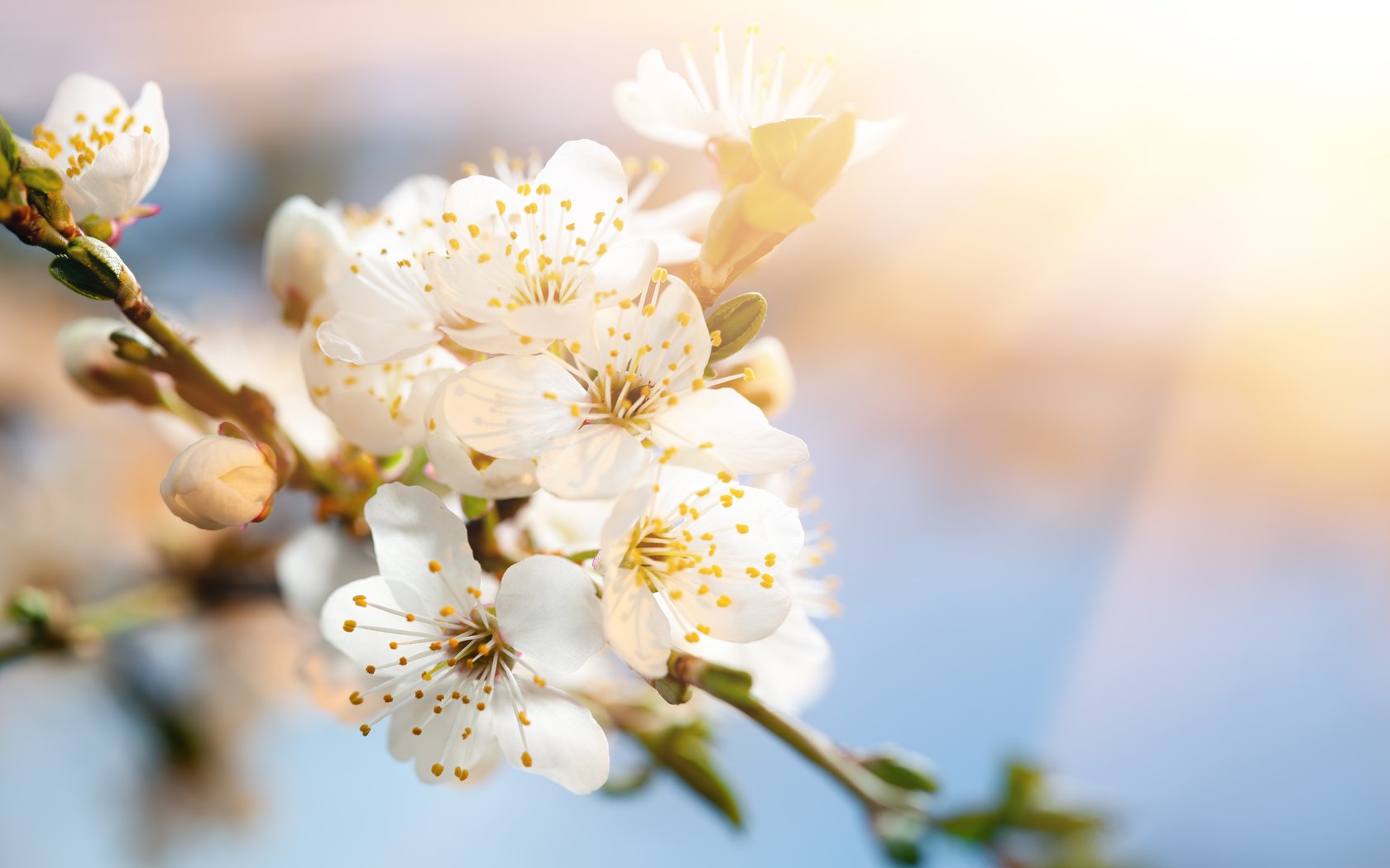 White cherry blossoms in sunlight - WSXGA+ wallpapers in 1680x1050 resolution