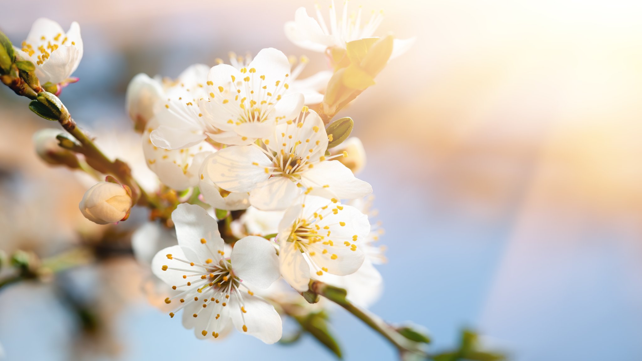 White cherry blossoms in sunlight - QWXGA wallpapers in 2048x1152 resolution
