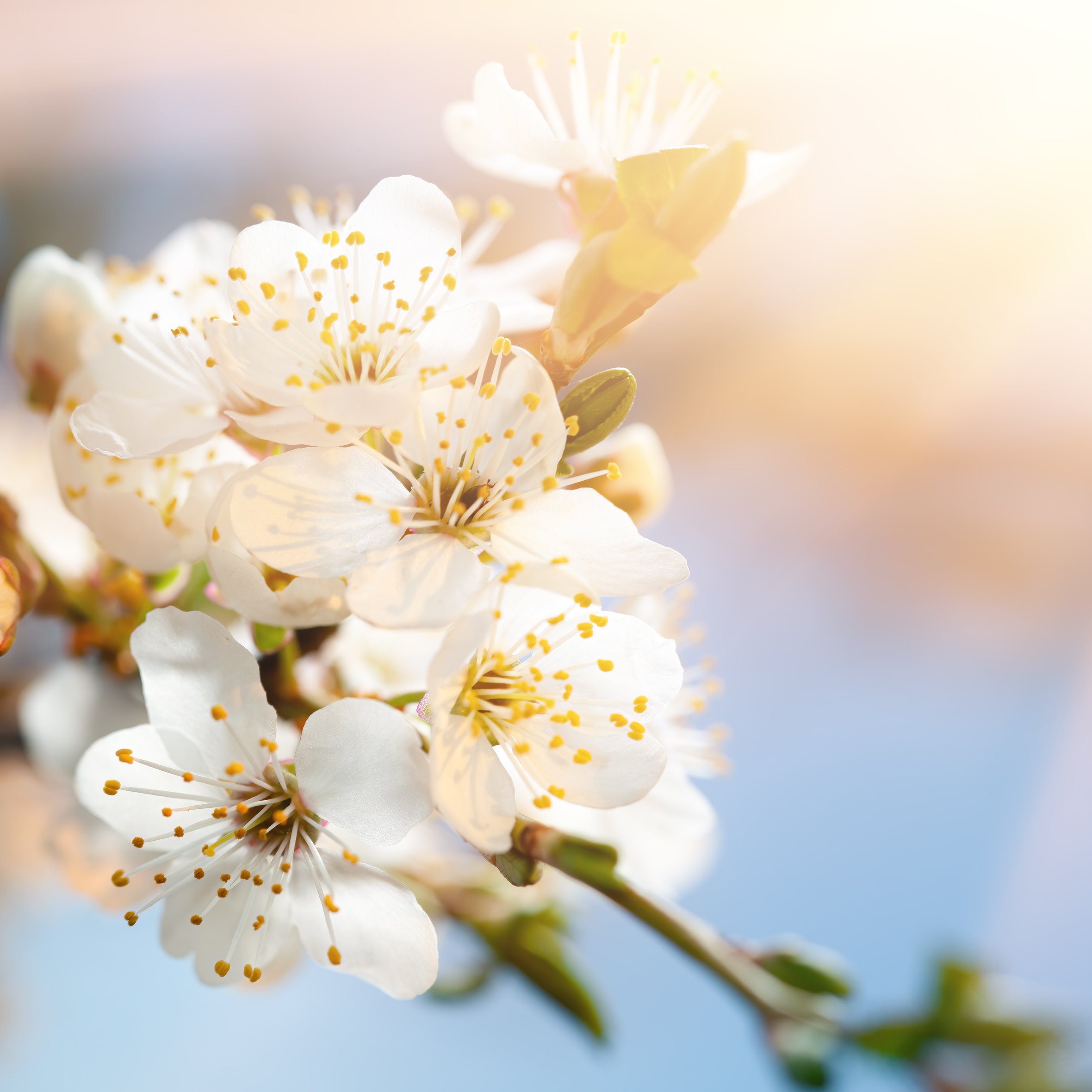 White cherry blossoms in sunlight - Wallpapers for iPad Air 10.9″ in 2360x2360 resolution