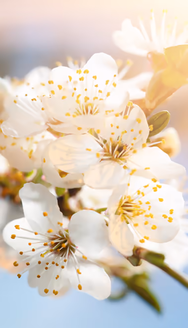 Nature wallpapers: spring, cherry blossoms, flowers, blossom