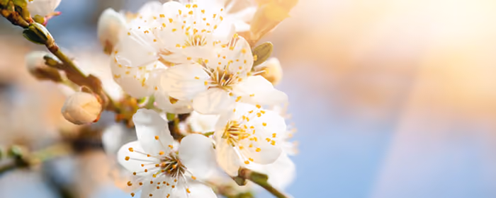 UltraWide 32:9 wallpapers (3840x1080): spring, cherry blossoms, flowers, blossom