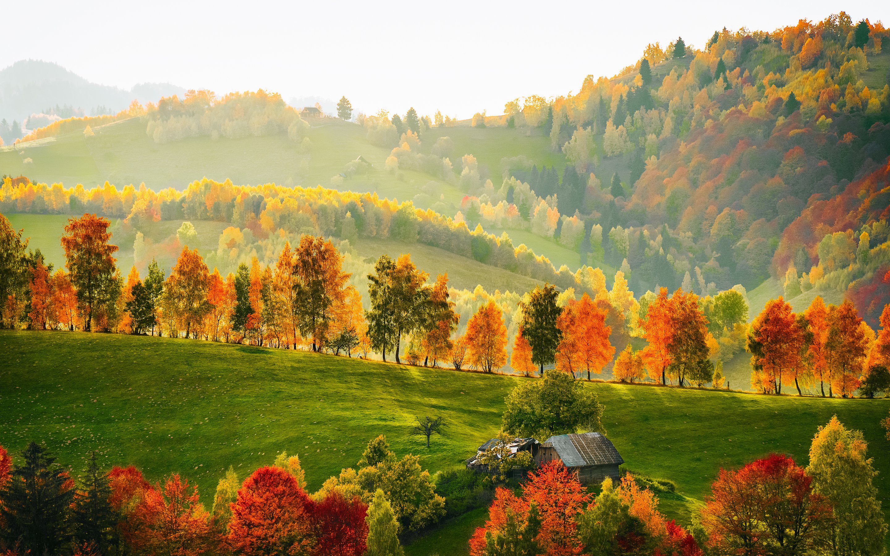 Autumn hills with orange trees - Wallpapers for Apple MacBook 15″ in 2880x1800 resolution