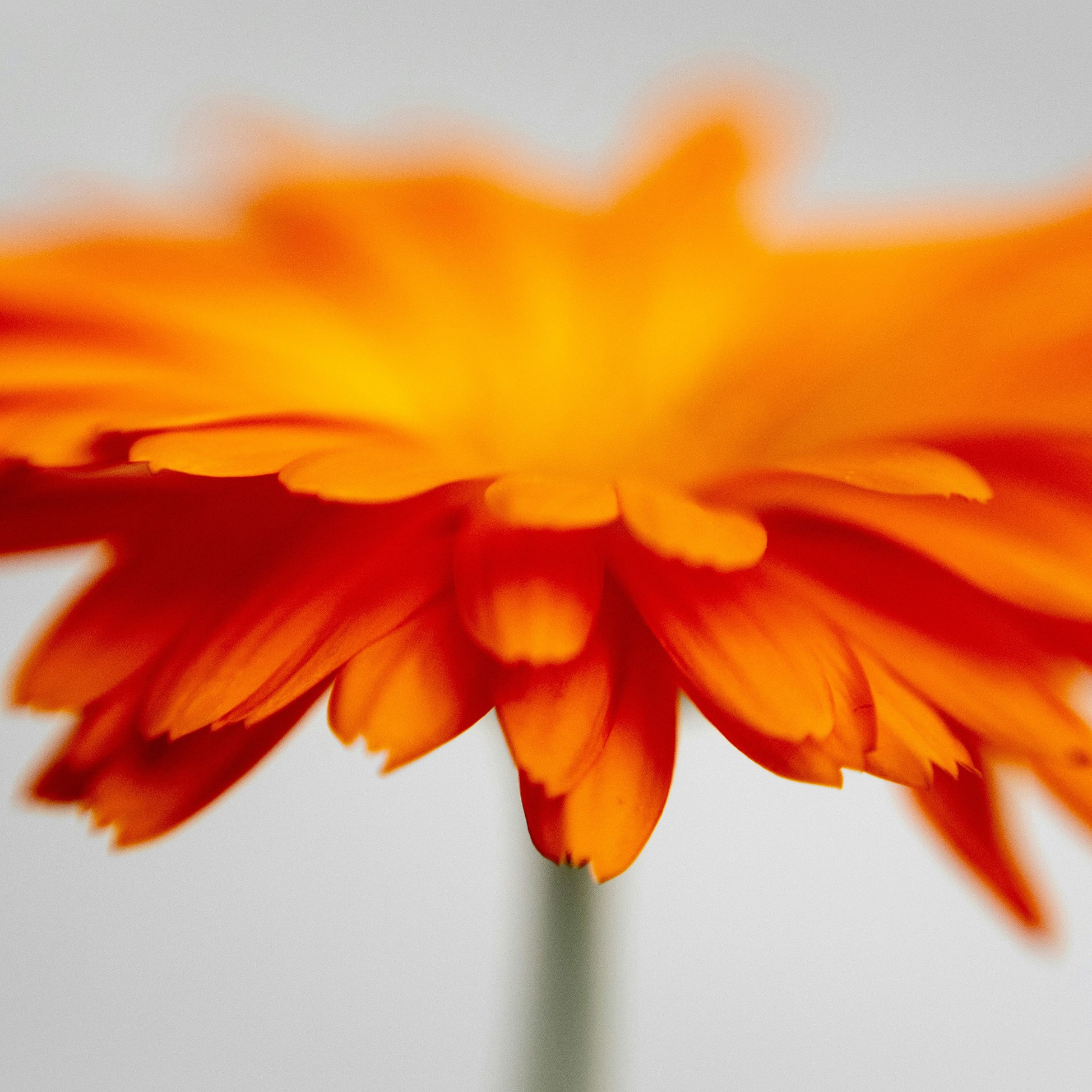Orange chrysanthemum close-up - Wallpapers for iPad Pro 11″ 2024 in 2420x2420 resolution